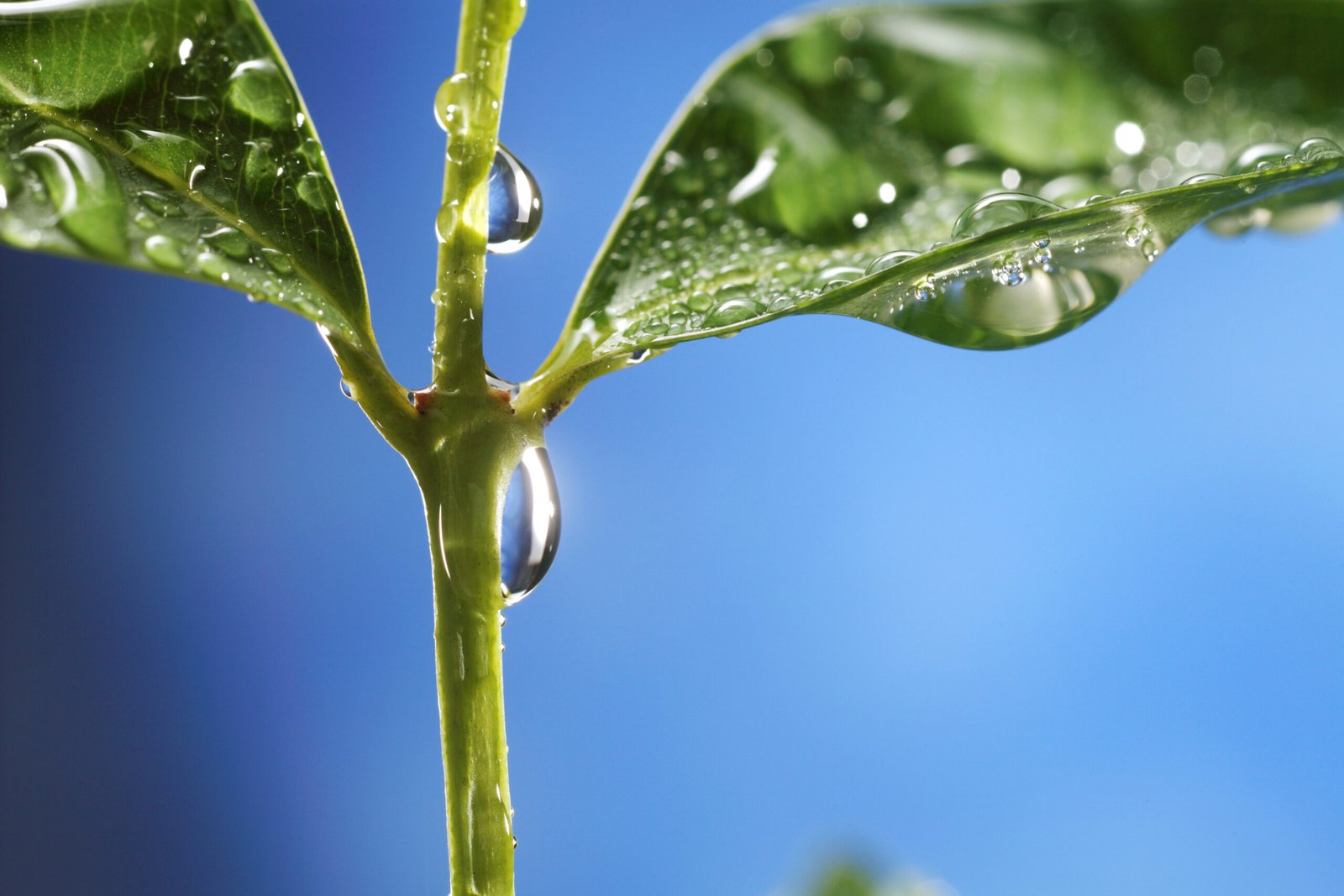 Arrosage goutte-à-goutte : Guide complet pour économiser l'eau