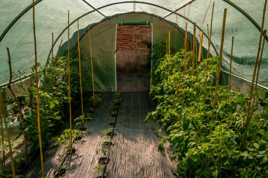 serre jardin polycarbonate