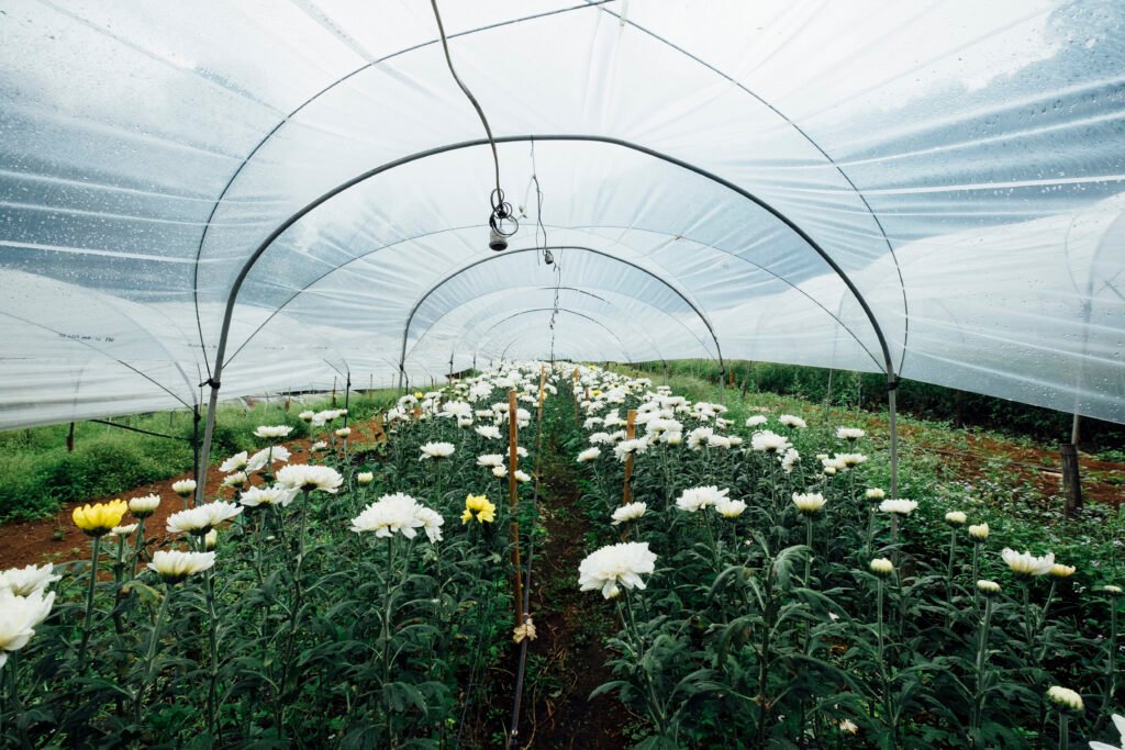 serre jardin polycarbonate