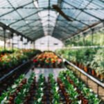 serre jardin polycarbonate