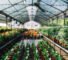 serre jardin polycarbonate